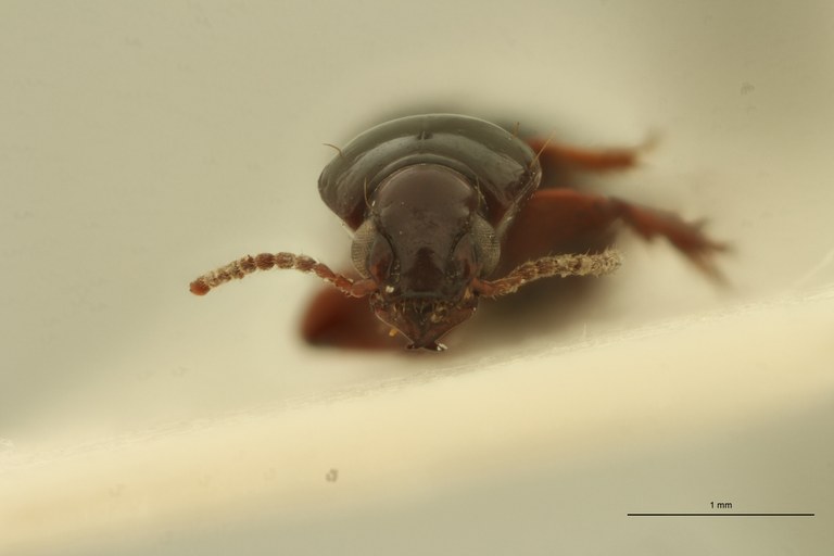 Aspidoglossa cribrata F.jpg