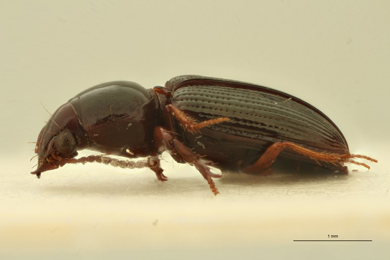 Aspidoglossa cribrata L.jpg