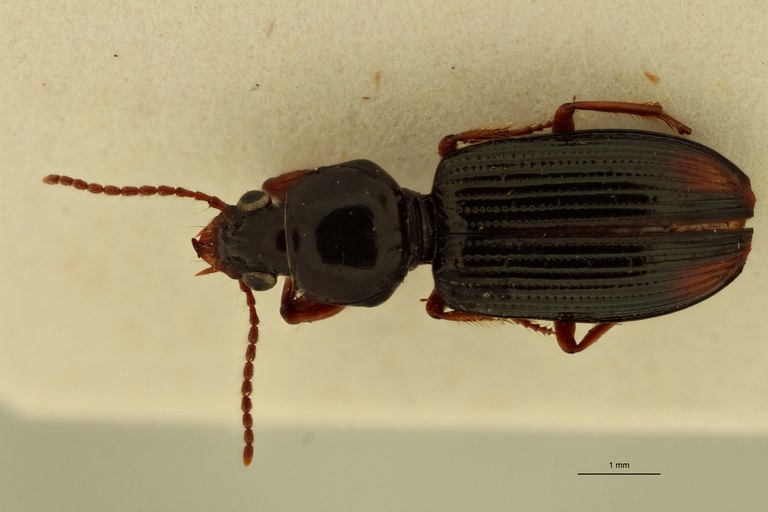 Aspidoglossa curta D.jpg