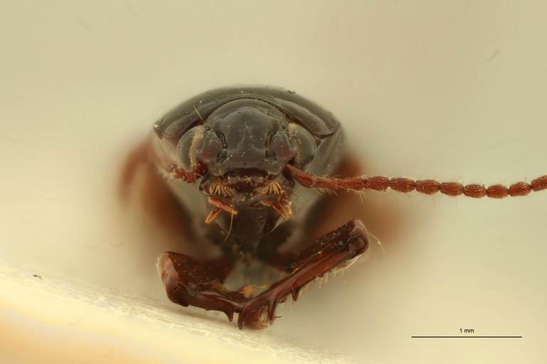 Aspidoglossa curta F.jpg