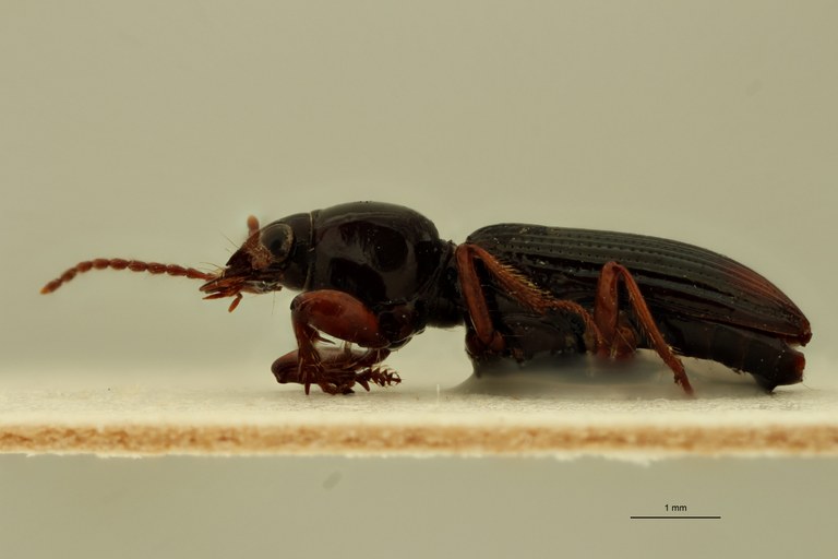 Aspidoglossa curta L.jpg