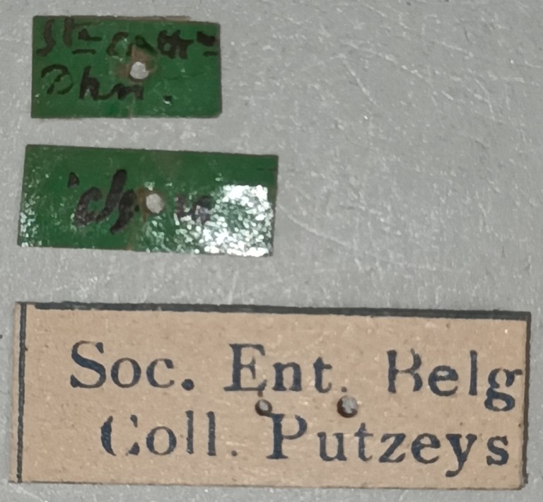 Aspidoglossa curta Labels.jpg