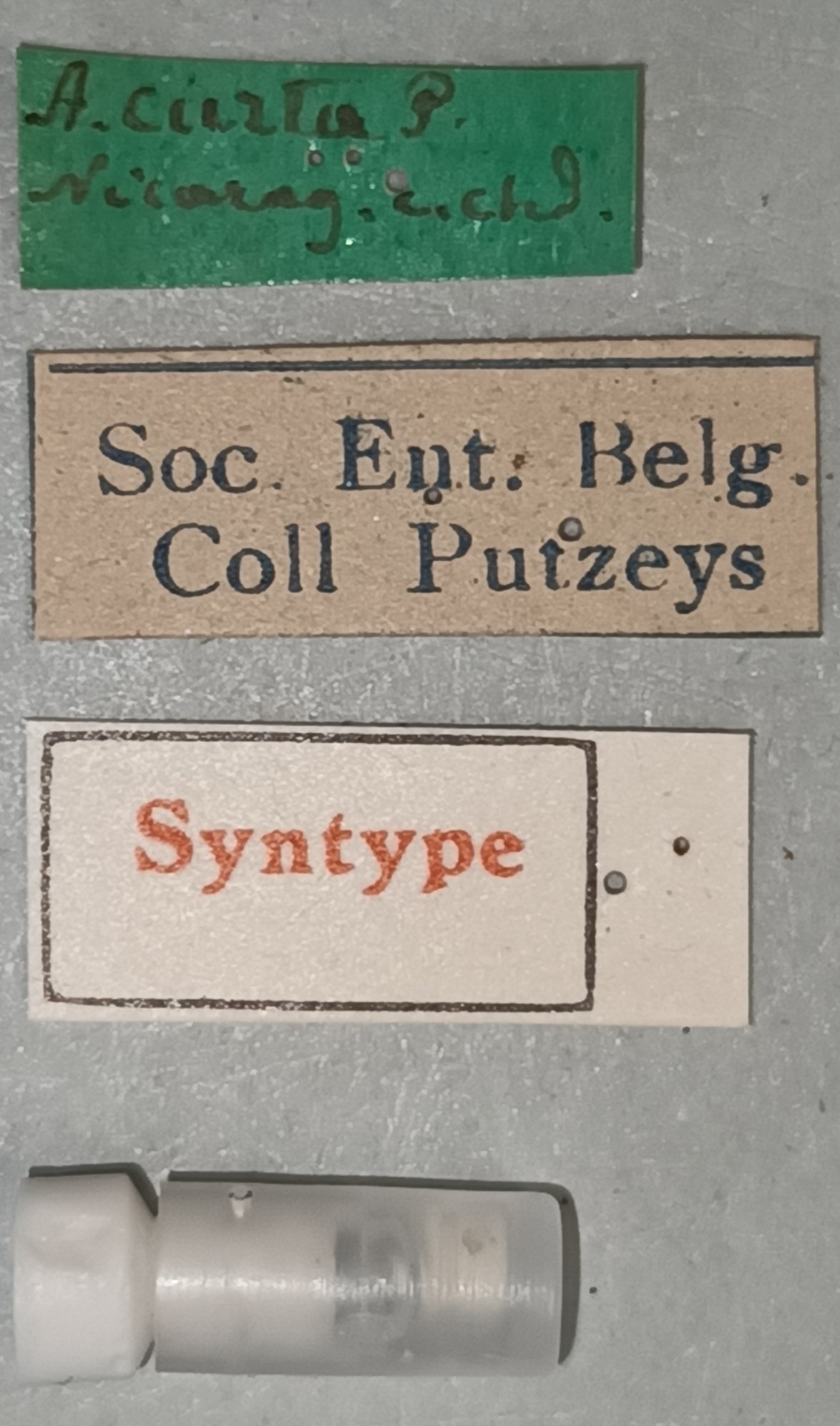 Aspidoglossa curta St Labels.jpg