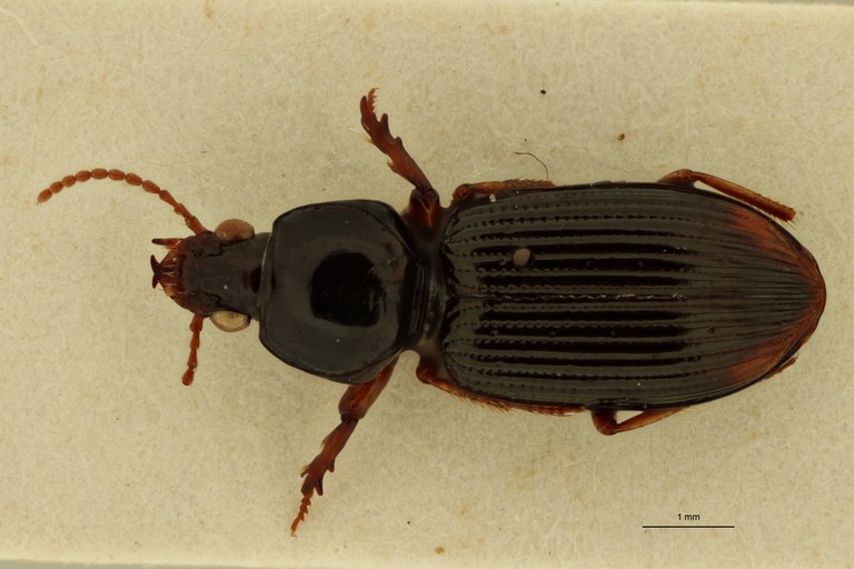 Aspidoglossa distincta St D.jpg Aspidoglossa distincta St D.jpg