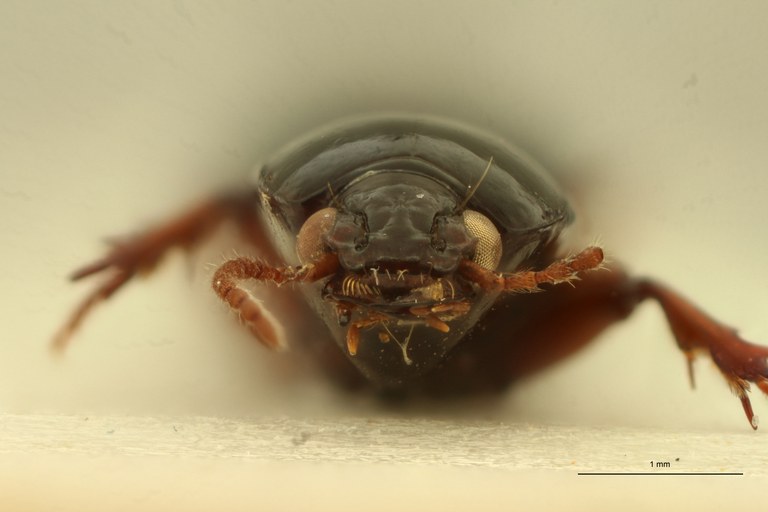 Aspidoglossa distincta St F.jpg Aspidoglossa distincta St F.jpg