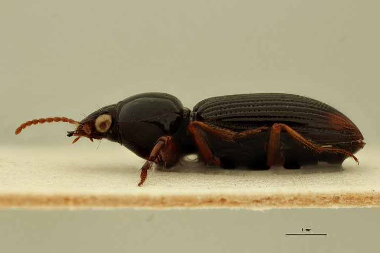 Aspidoglossa distincta St L.jpg Aspidoglossa distincta St L.jpg