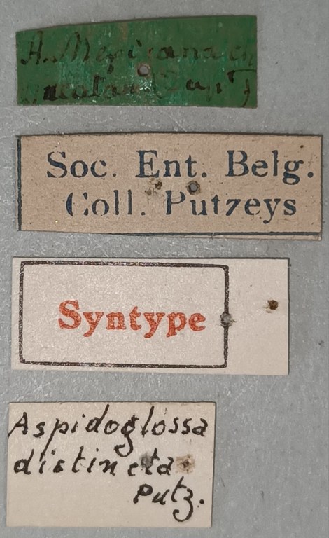 Aspidoglossa distincta St Labels.jpg Aspidoglossa distincta St Labels.jpg