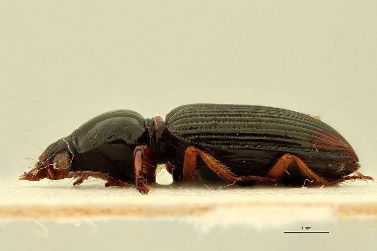 Aspidoglossa latiuscula F St L.jpg