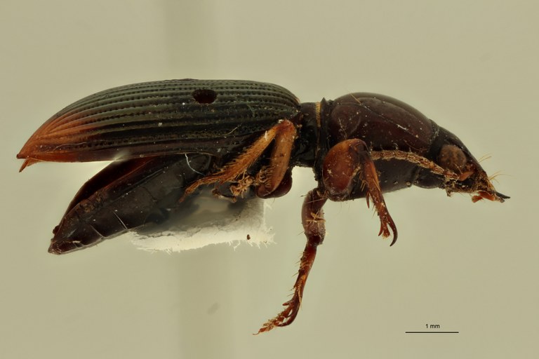 Aspidoglossa ruficollis St L.jpg