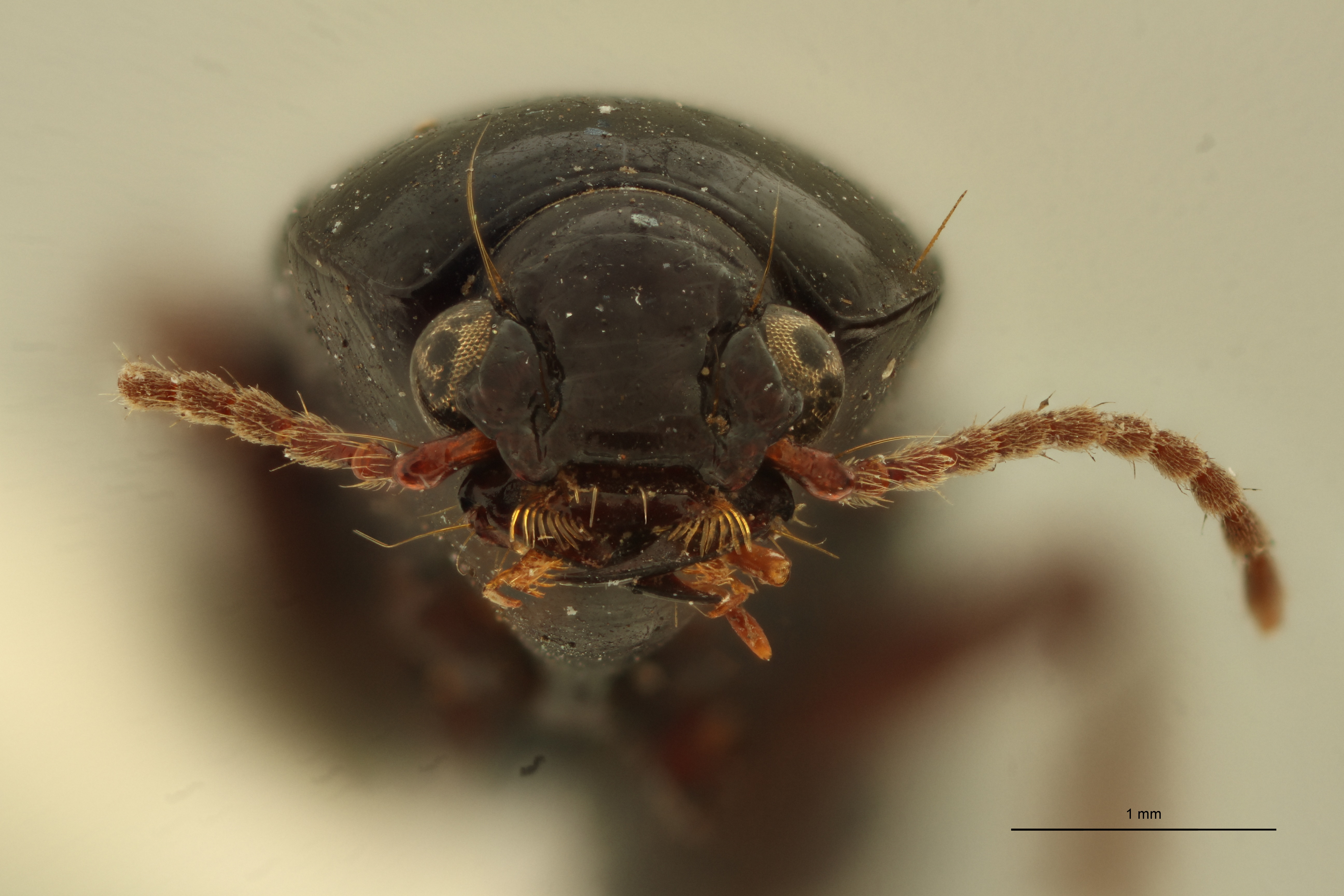 Aspidoglossa sphaerodera St F.jpg