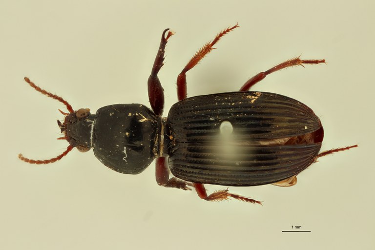 Aspidoglossa submetallica D.jpg