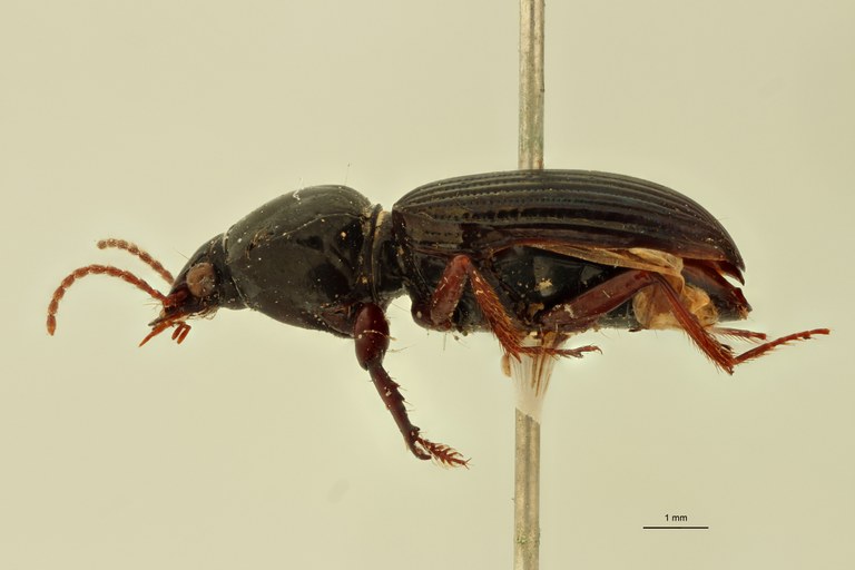 Aspidoglossa submetallica L.jpg