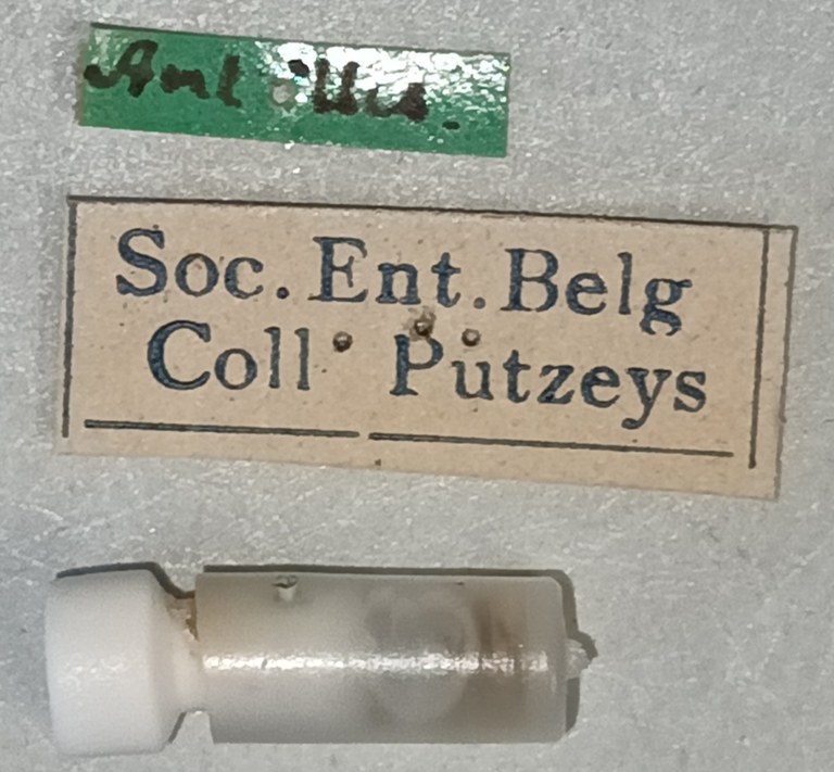 Aspidoglossa submetallica Labels.jpg