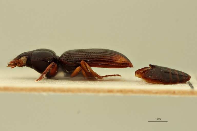 Aspidoglossa torrida T L.jpg Aspidoglossa torrida T L.jpg