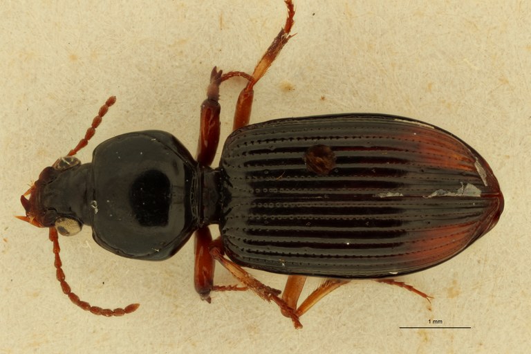 Aspidoglossa vulnerata St D.jpg