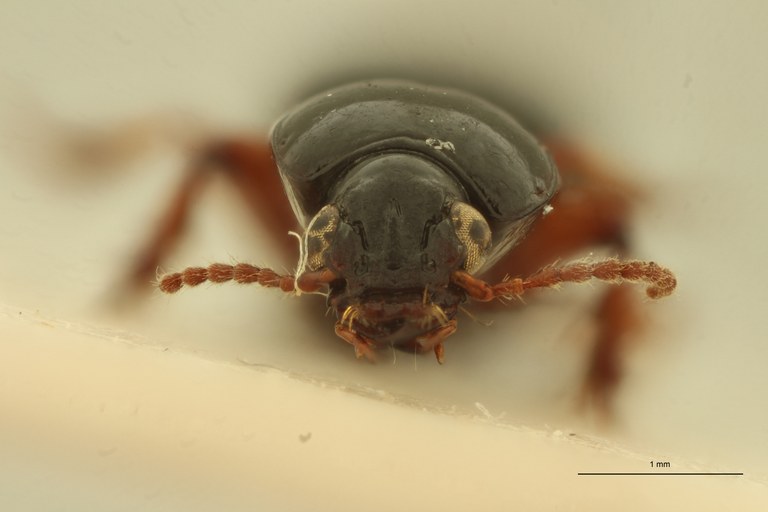 Aspidoglossa vulnerata St F.jpg