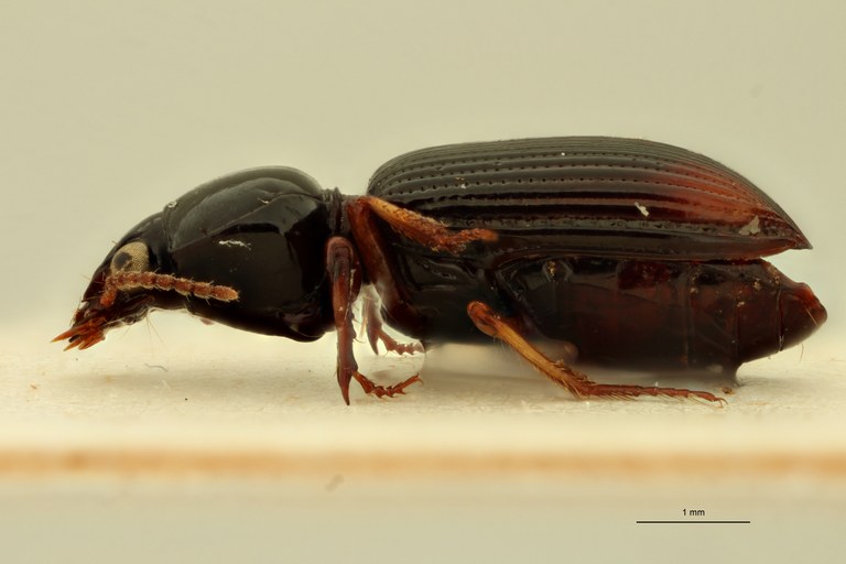 Aspidoglossa vulnerata St L.jpg