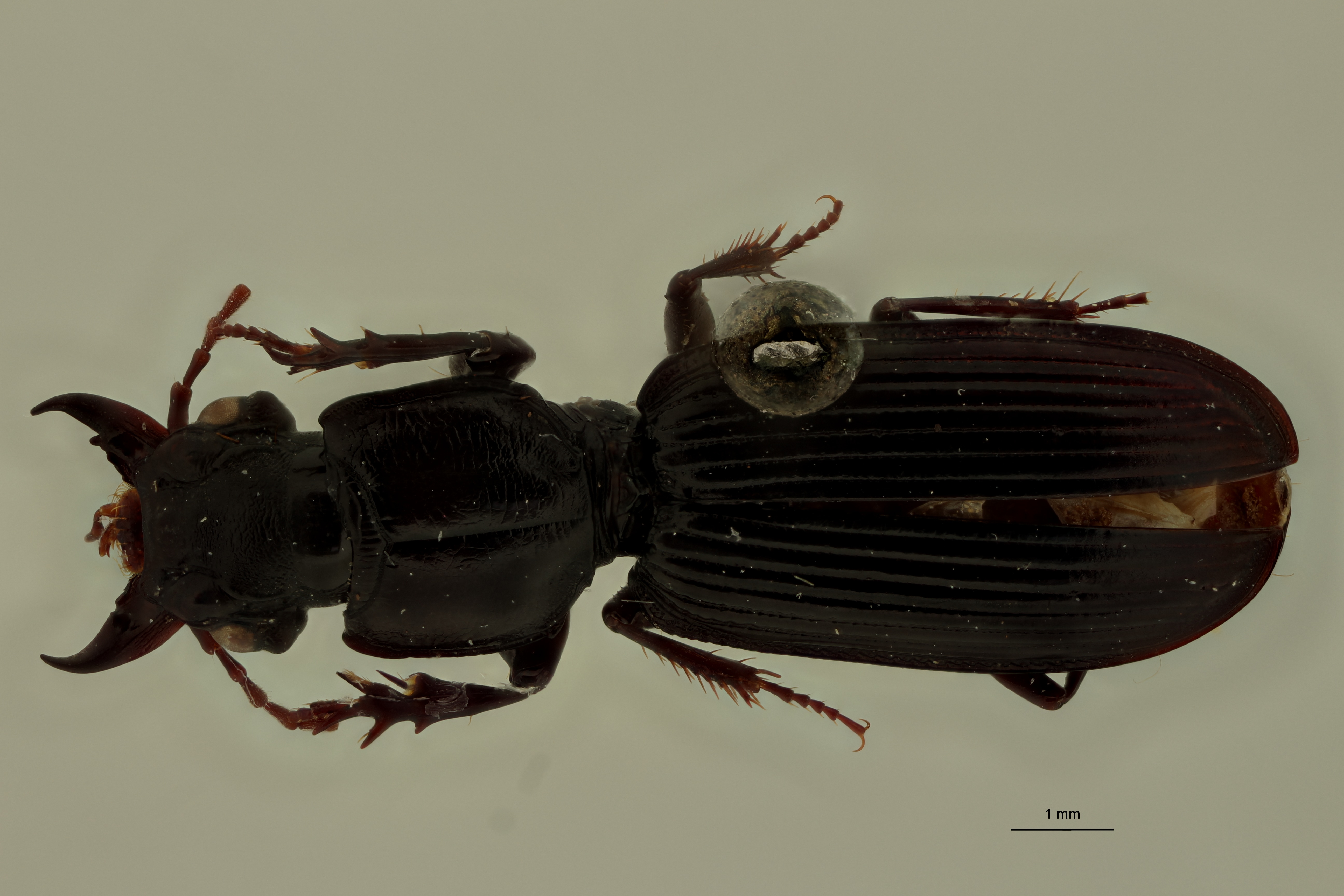 Climax serratipennis T D.jpg