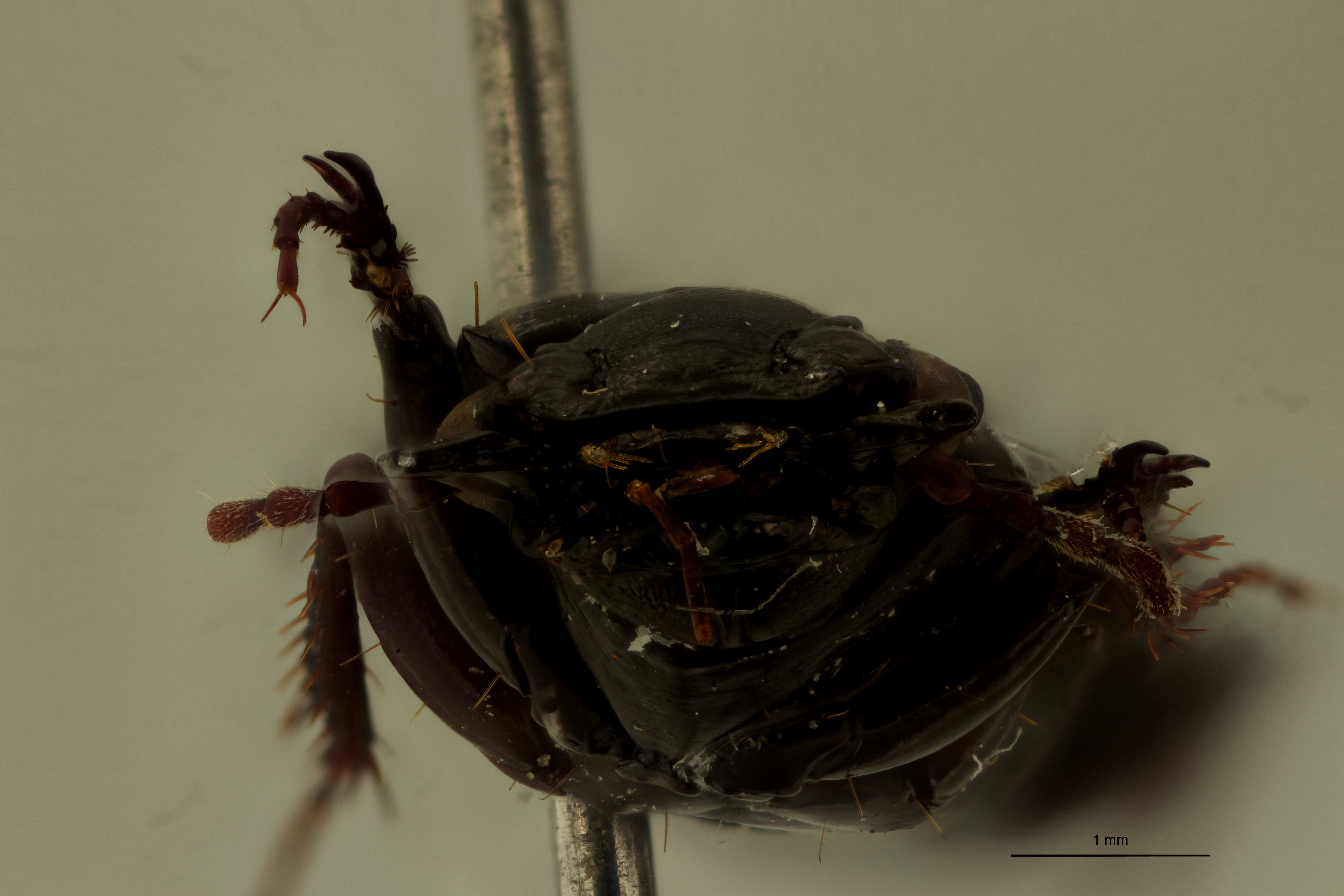 Climax serratipennis T F.jpg