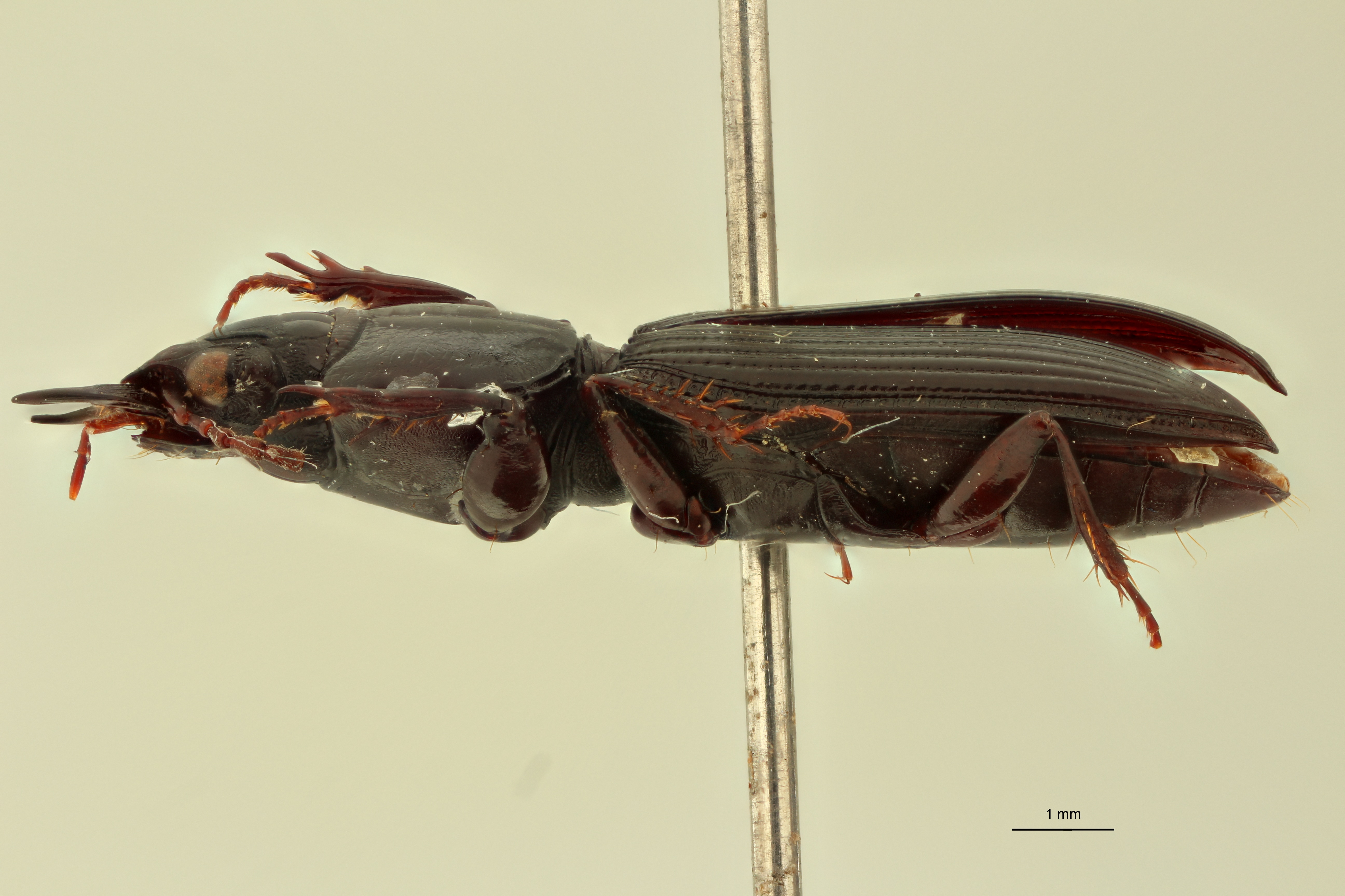 Climax serratipennis T L.jpg