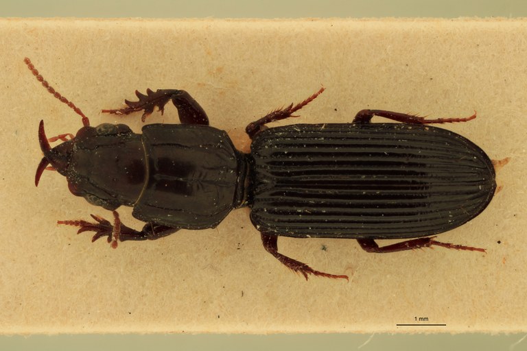 Kultianella sulcicollis D.jpg