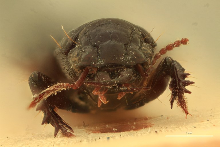 Kultianella sulcicollis F.jpg