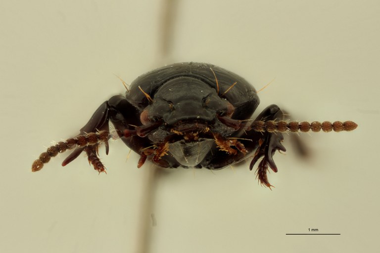 Lachenus impunctipennis M F.jpg