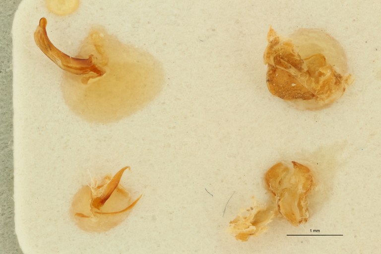 Lachenus impunctipennis M Aedeagus.jpg