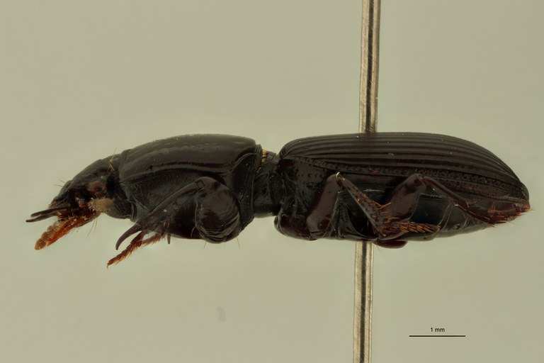 Lachenus impunctipennis M L.jpg