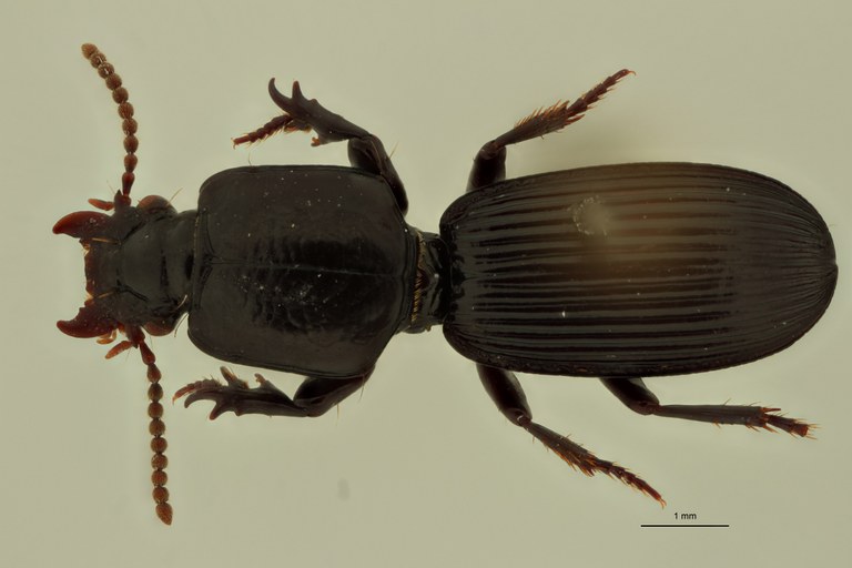 Lachenus impunctipennis M D.jpg