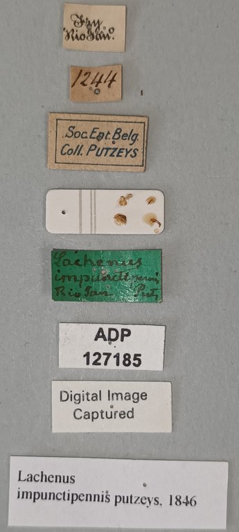 Lachenus impunctipennis M Labels.jpg