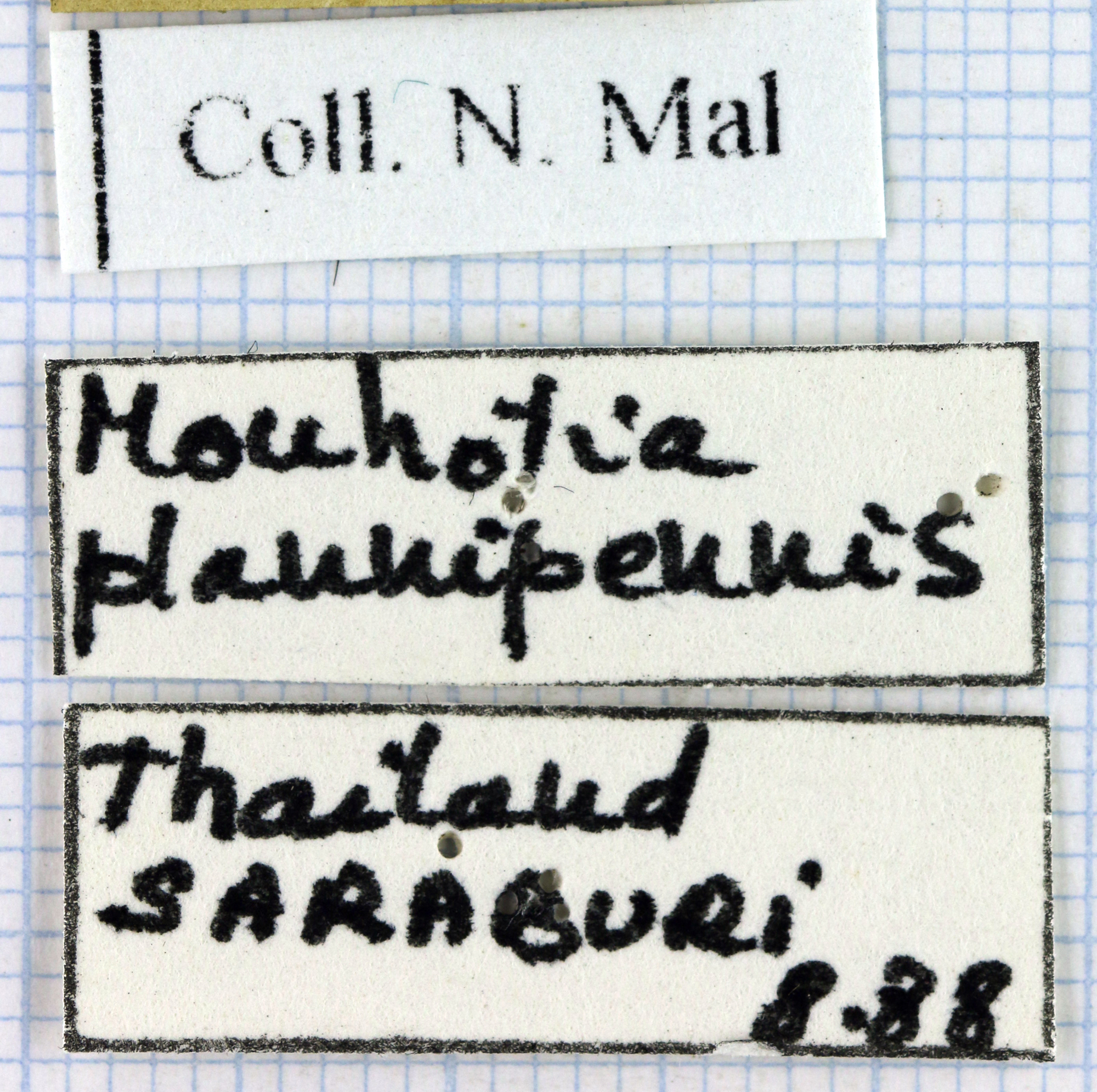 Mouhotia gloriosa planipennis 41938.jpg