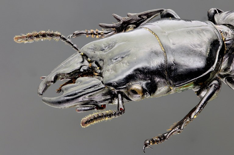 Neochryopus savagei 45361zs99.jpg