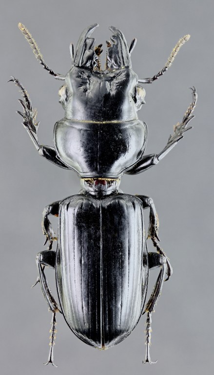 Neochryopus savagei 45400zs10.jpg Neochryopus savagei 45400zs10.jpg
