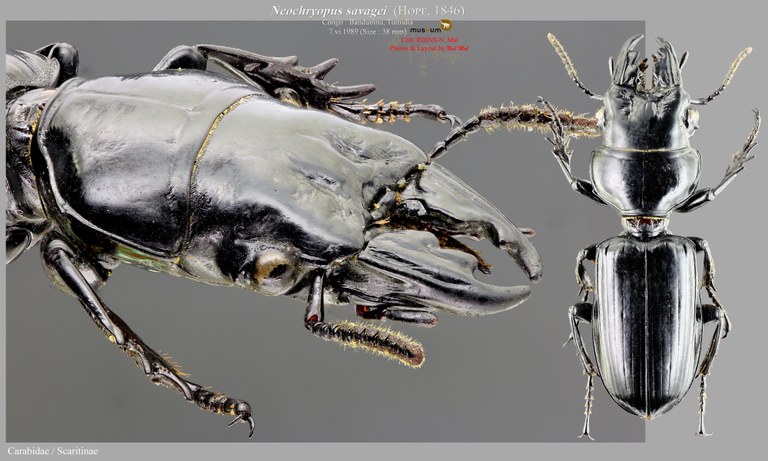Neochryopus savagei.jpg Neochryopus savagei.jpg