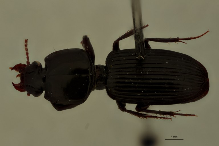 Nyctosyles laticollis Ht D.jpg