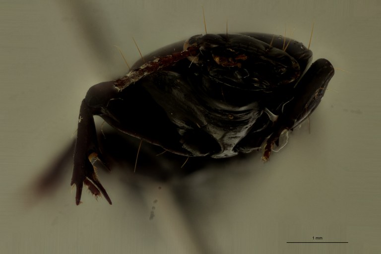 Nyctosyles laticollis Ht F.jpg
