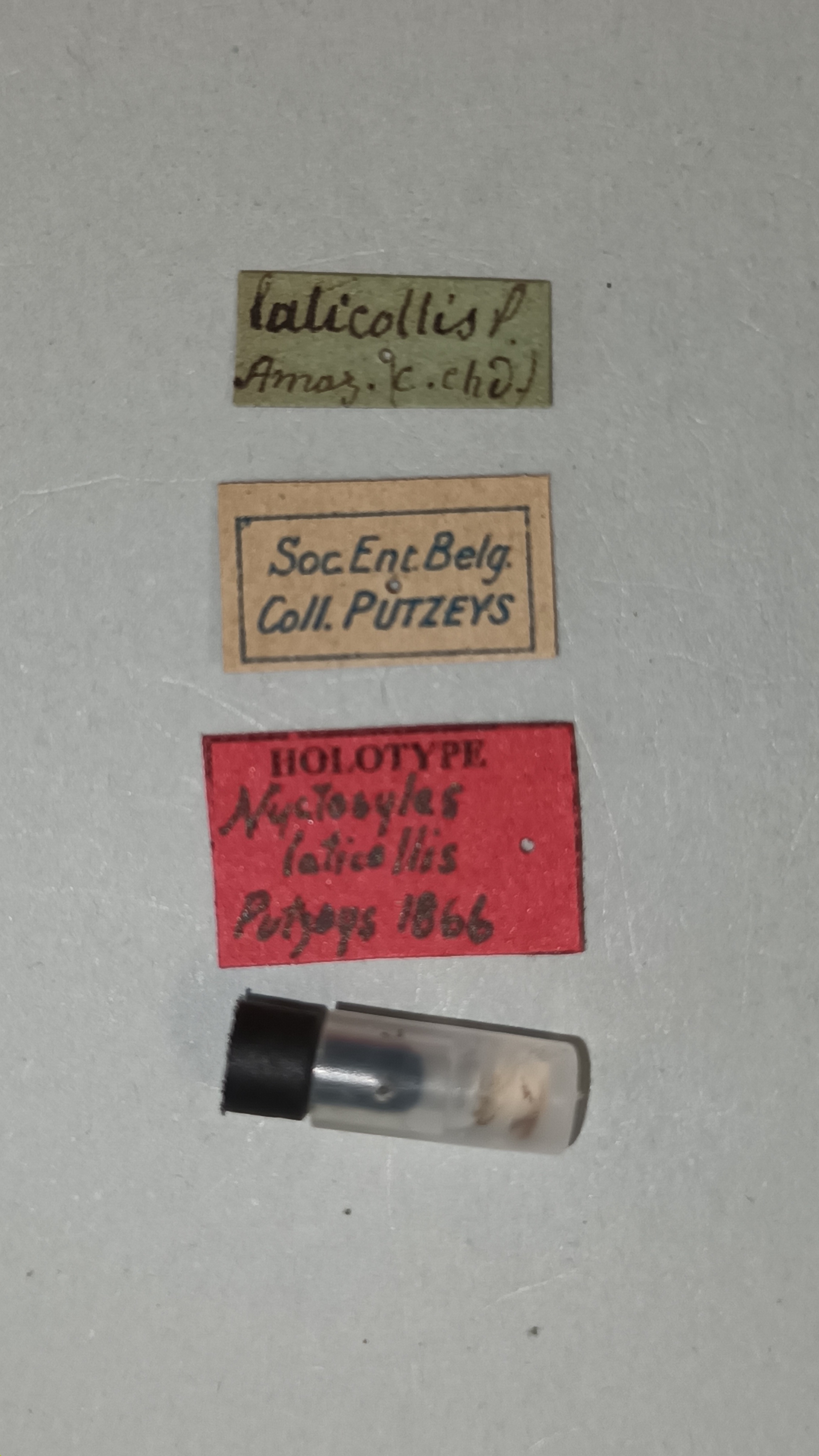 Nyctosyles laticollis Ht Labels.jpg