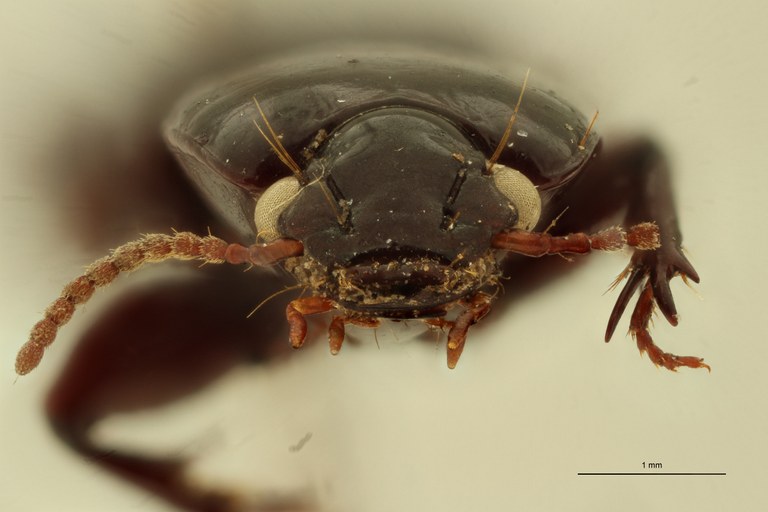 Nyctosyles planicollis F F.jpg