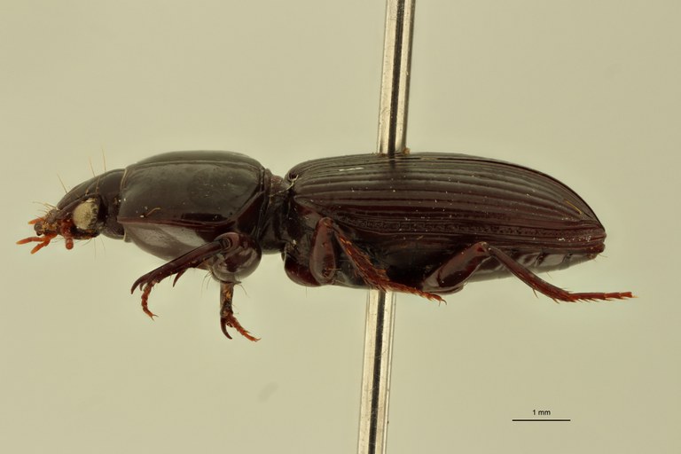Nyctosyles planicollis F L.jpg Nyctosyles planicollis F L.jpg