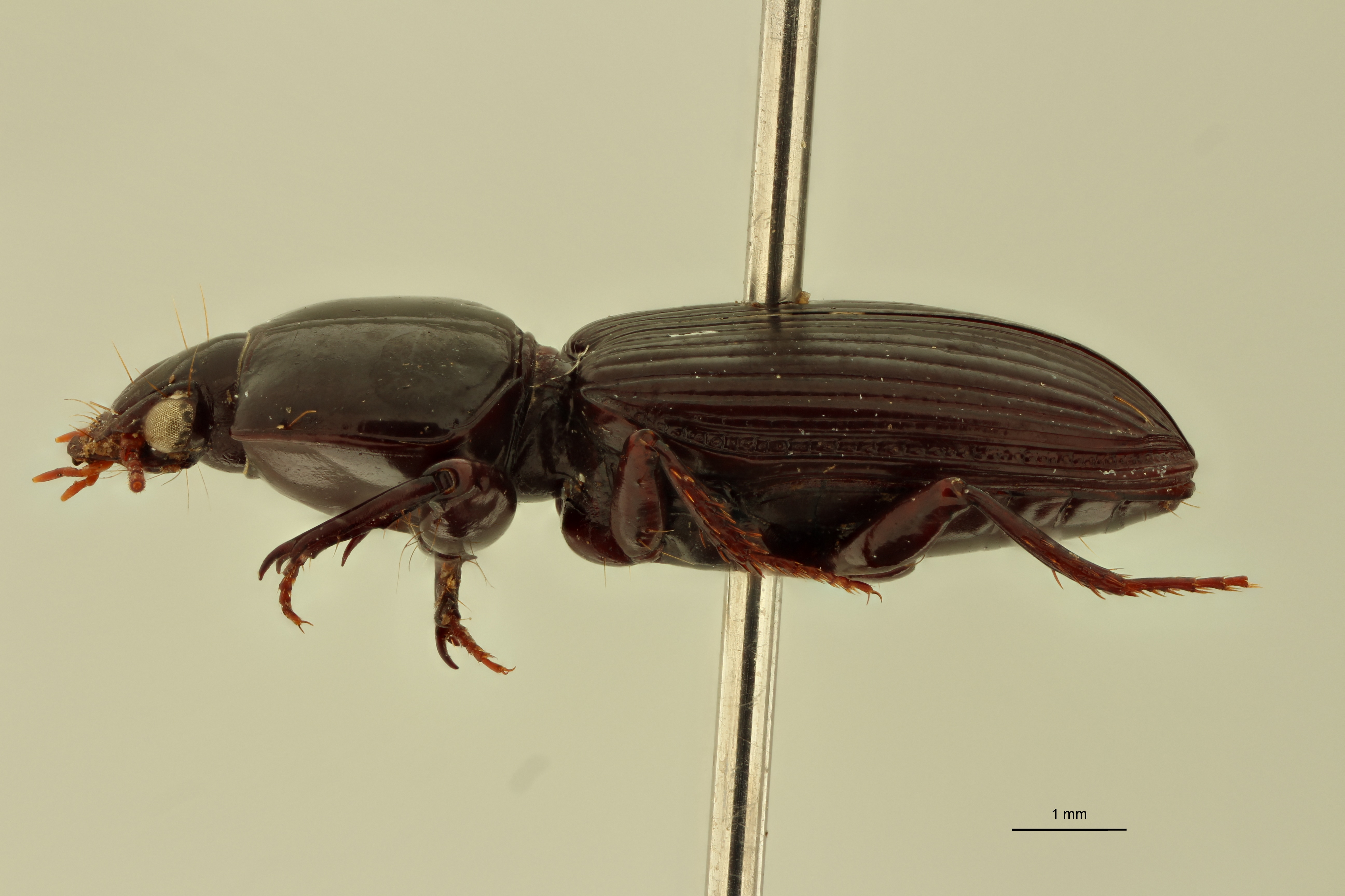 Nyctosyles planicollis F L.jpg