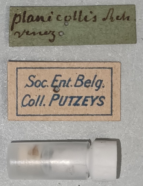 Nyctosyles planicollis F Labels.jpg