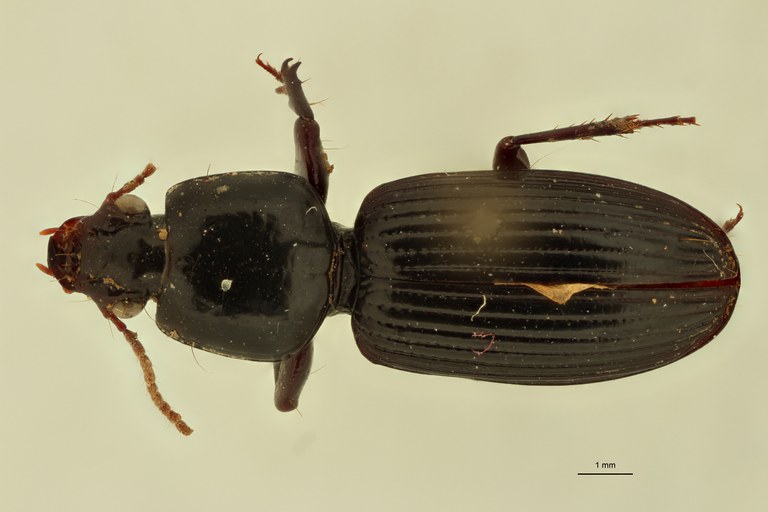 Nyctosyles quadraticollis F D.jpg Nyctosyles quadraticollis F D.jpg