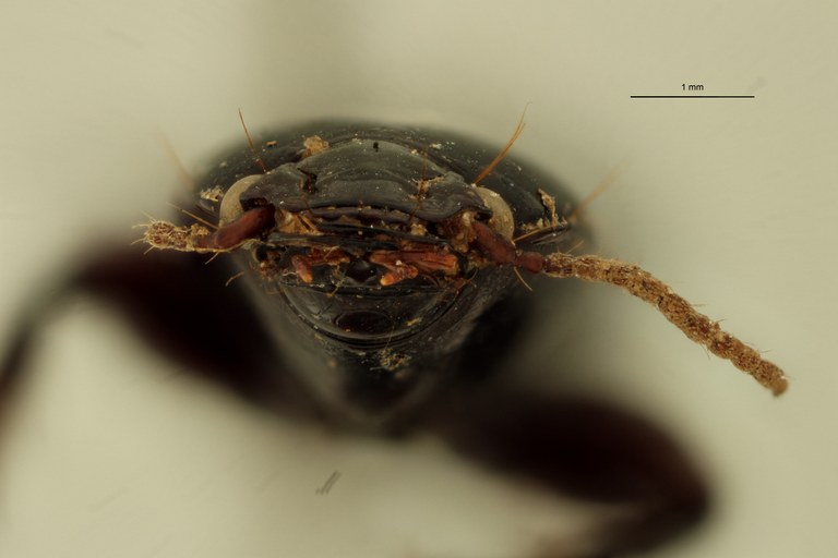 Nyctosyles quadraticollis F F.jpg Nyctosyles quadraticollis F F.jpg