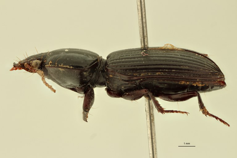 Nyctosyles quadraticollis F L.jpg Nyctosyles quadraticollis F L.jpg