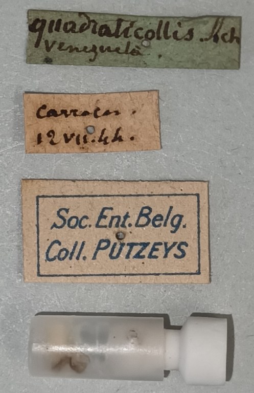 Nyctosyles quadraticollis F Labels.jpg Nyctosyles quadraticollis F Labels.jpg