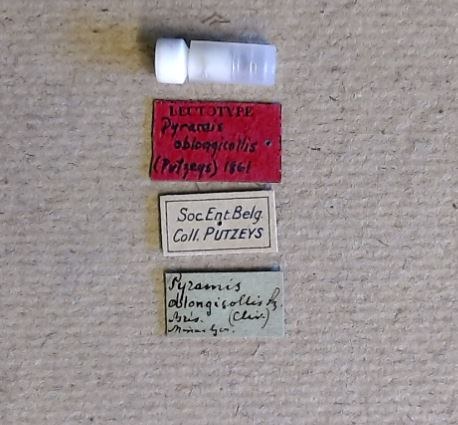 Pyramis oblongicollis M lt Labels