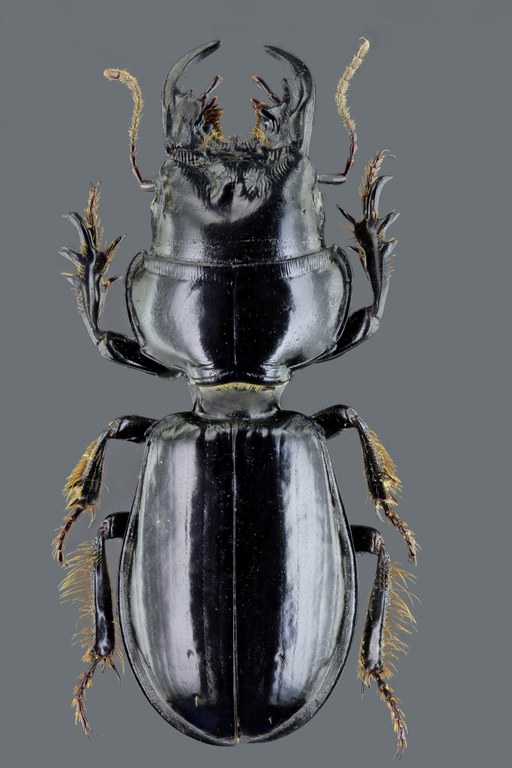 Scarites (Scarites) buparius 43028zs46.jpg Scarites (Scarites) buparius 43028zs46.jpg