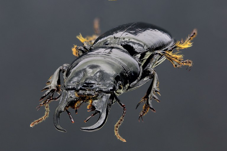 Scarites (Scarites) buparius 43047zs92.jpg