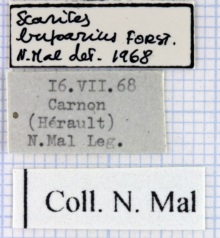 Scarites (Scarites) buparius 43093.jpg Scarites (Scarites) buparius 43093.jpg